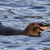 Galapagos Penguin
